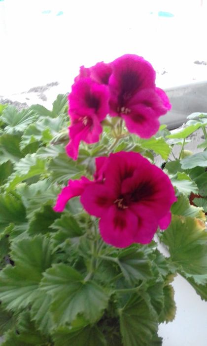 Продаю комнатные цветы