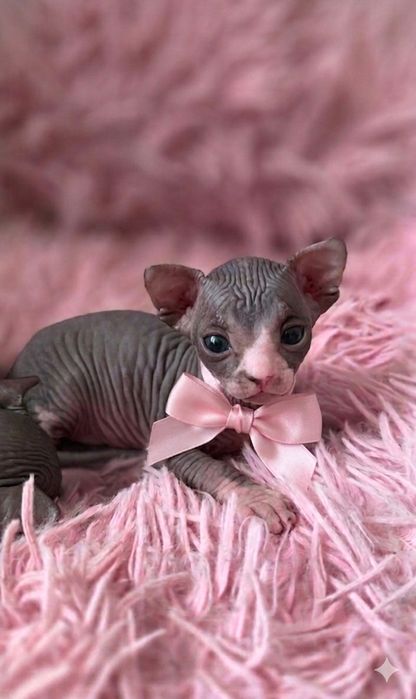 Продам котят канадского сфинкса