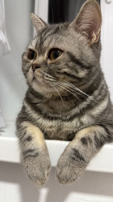 Чистокровный британец готов к вязке