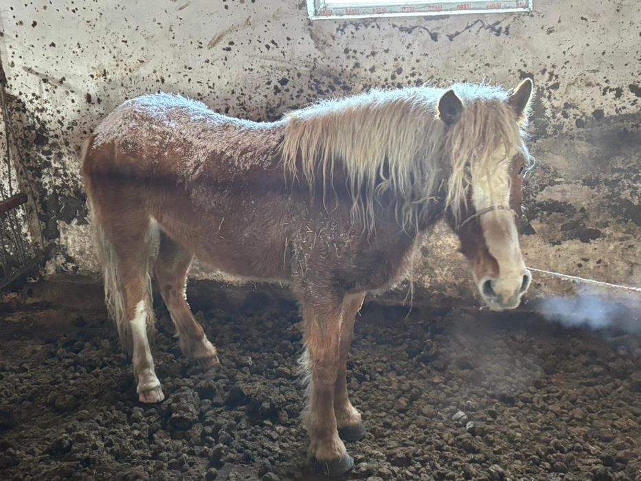 Жеребец на продажу