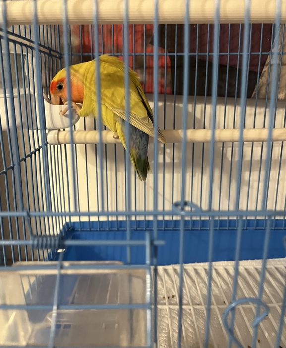 Schimb/vand femela Agapornis Roseicollis