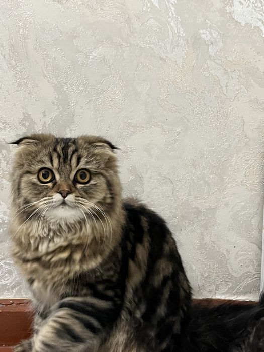 Барсик сотилади 6 ойлик