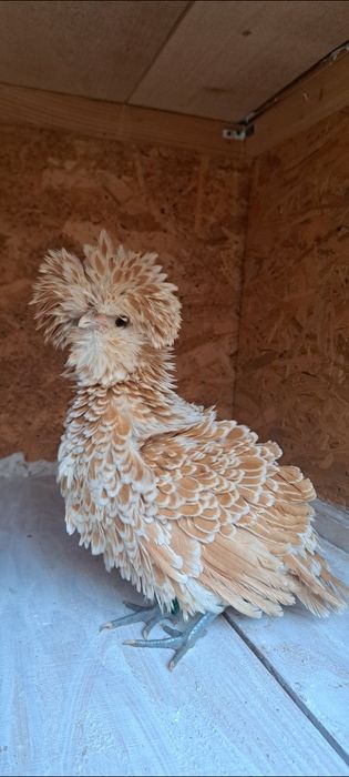 Vand oua de paduana frezata si nefrezata chamois