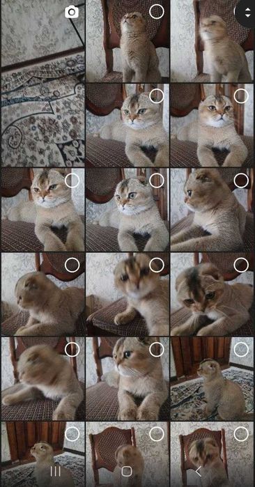 Скоттиш Фолд сотаман