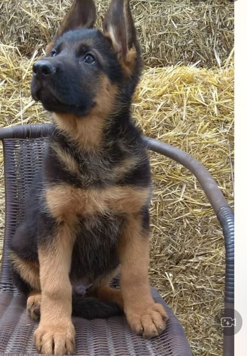 Девочка немецкой овчарки