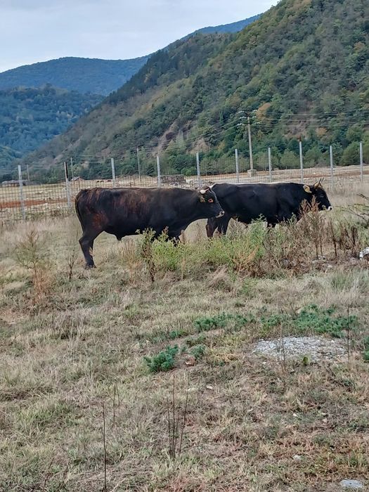 Vând tăurași și taur