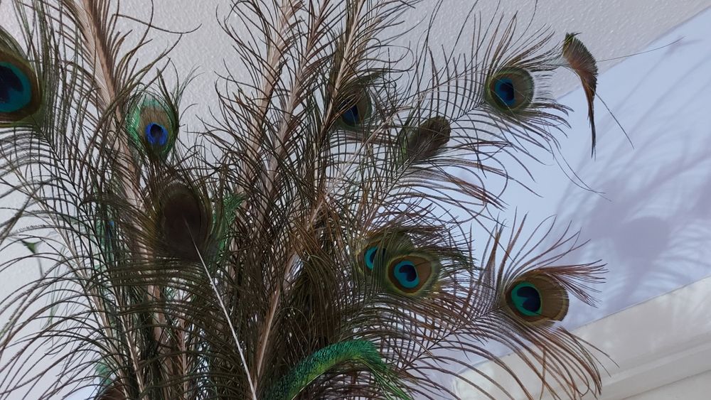 Перья Павлина настоящие