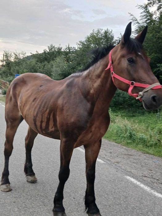 De vanzare cal de 6 ani acte tat în regula