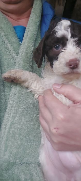 Lagotto romagnolo fetita