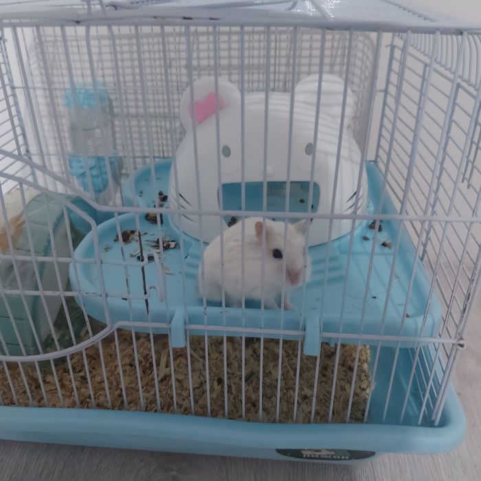 Джунгарский хомяк