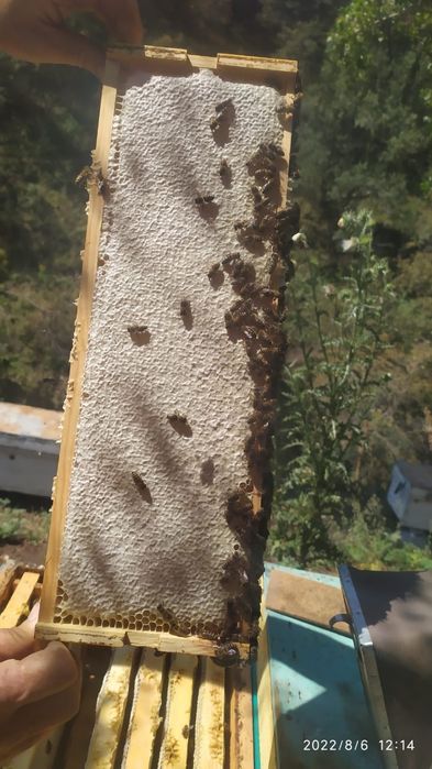 Сотовый мёд в подарочной упаковке