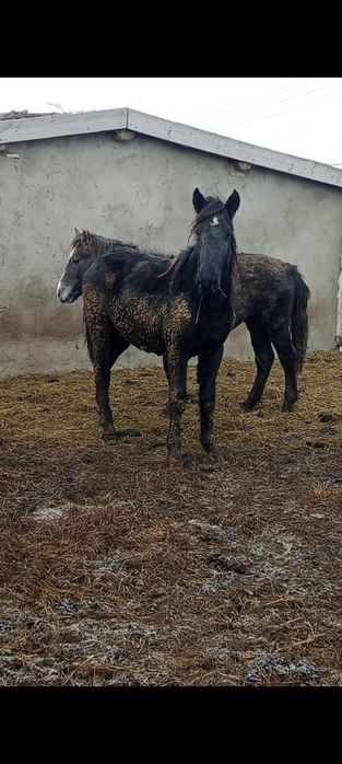 Продам соғым .Жылқы сатылады