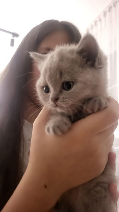 британские котята
