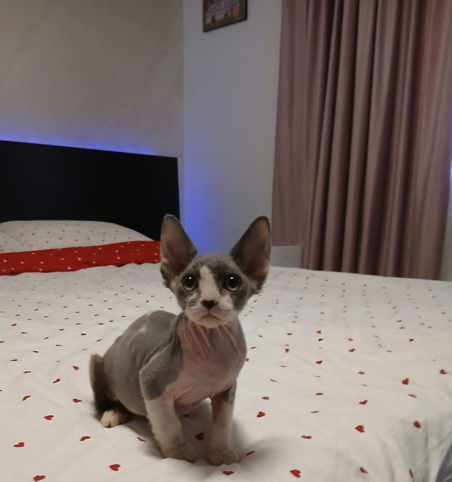 Fetiță sphinx/sfinx deosebita