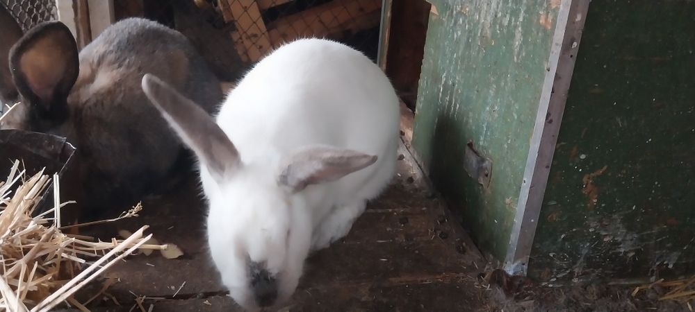 Продаётся кролики куйон сотилади