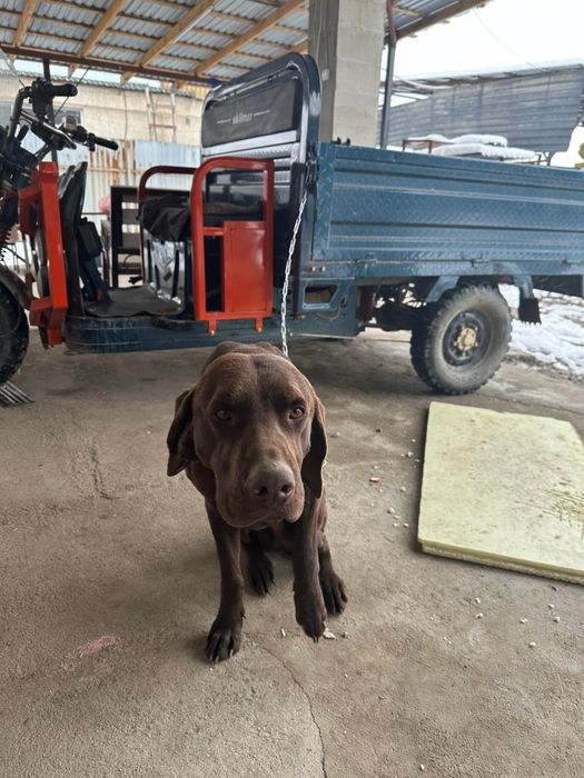 Лабрадор ретривер