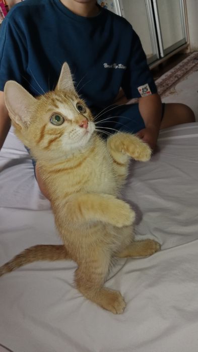 Отдам котенка 2 месяца