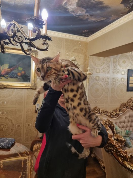 Бенгалски котета