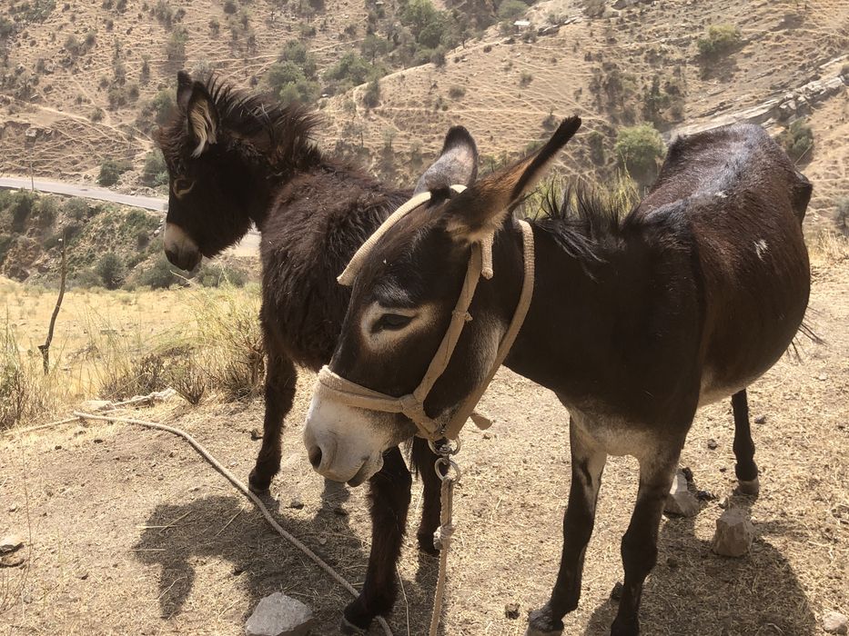 Ona bola urgochi ewwak yuvow tepmaydi tiwlamaydi
