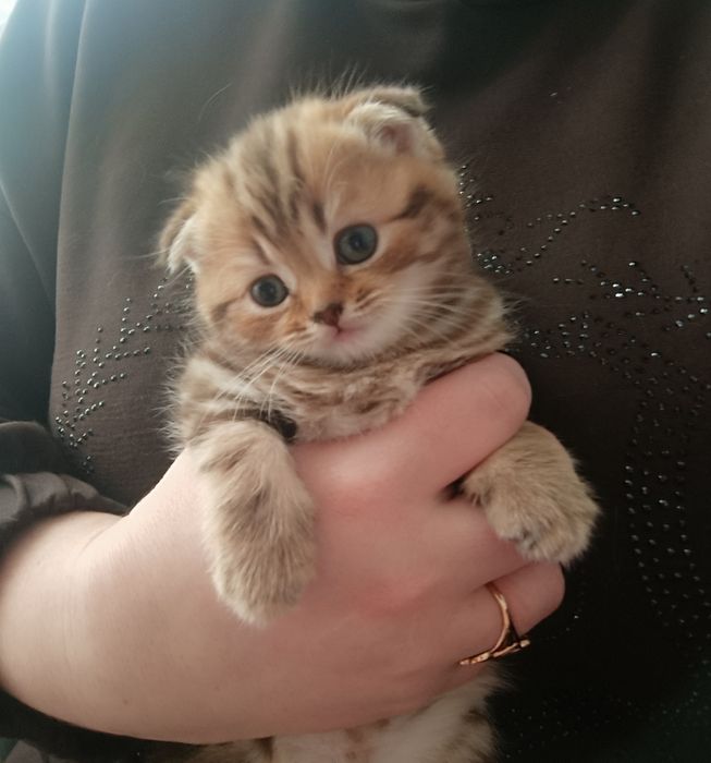 Шотландские котята