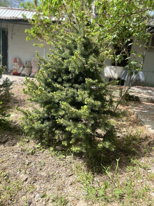 Kok archa (голубой ёлка)