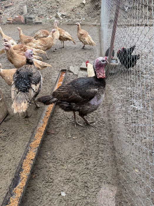 Пуешки яйца за люпене