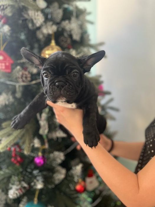 Французский бульдог