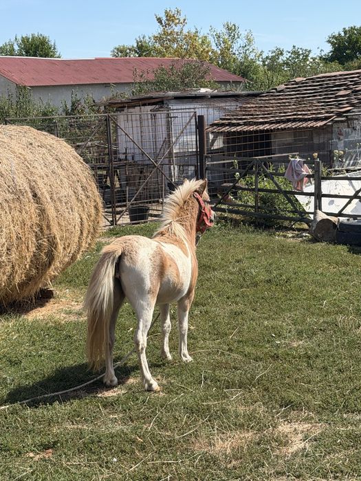 Poneiță de vanzare