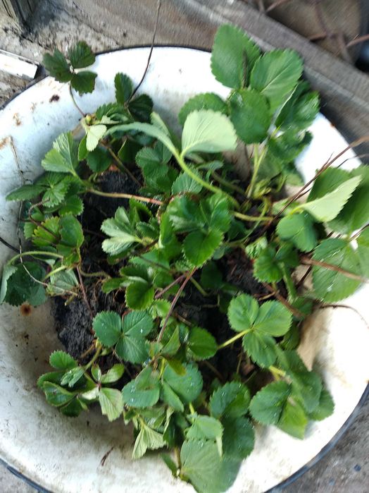 Продам рассаду клубники зенге 500 тенге