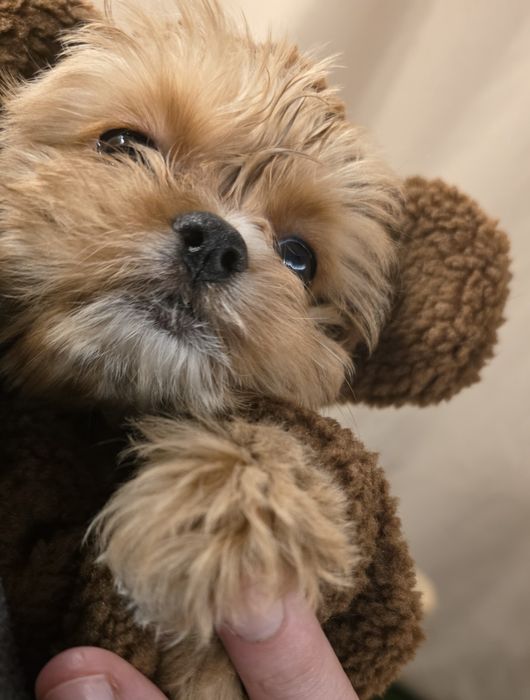 Девочка эксклюзивная