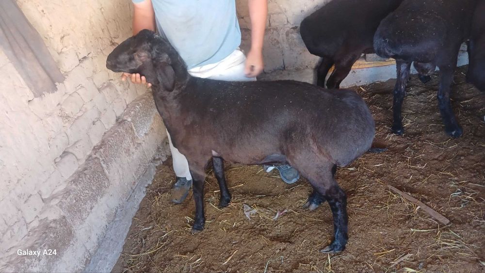Qurbonlikga qo`ylar 85000 som / kg