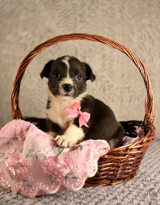 Королевские корги девочка триколор