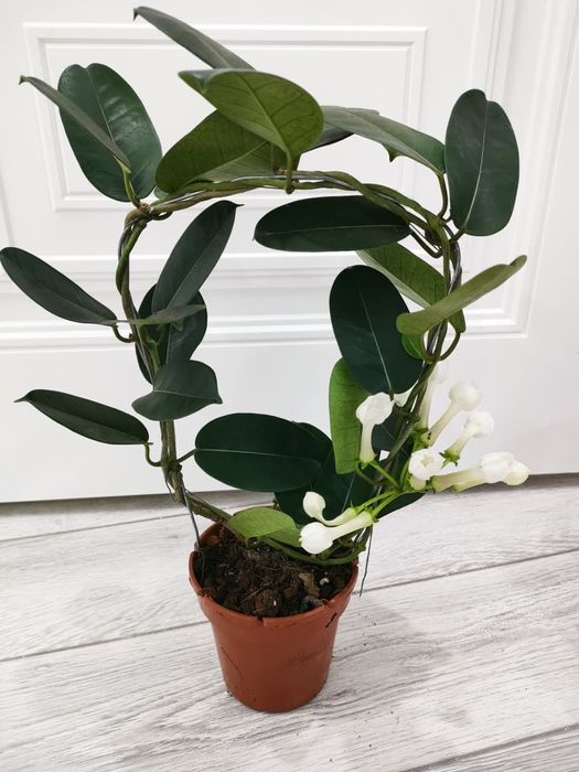 Комнатные цветы.  Есть доставка