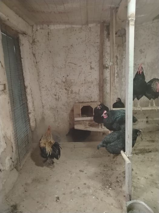 Qora shagzoda Xoroz tovuqlar sotiladi srochna