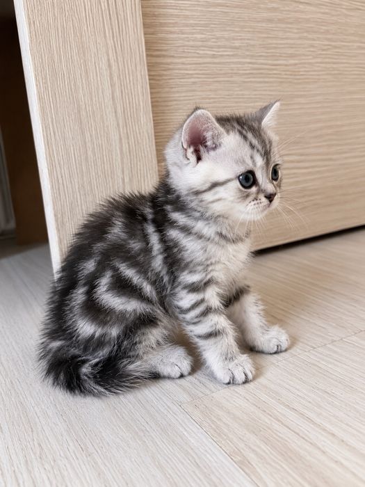 Котята Британские