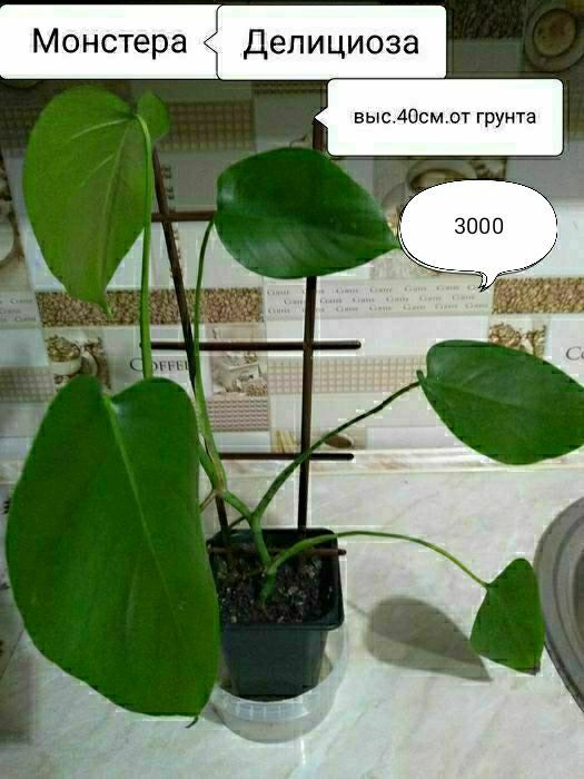 Аглаонема Мария,Монстера