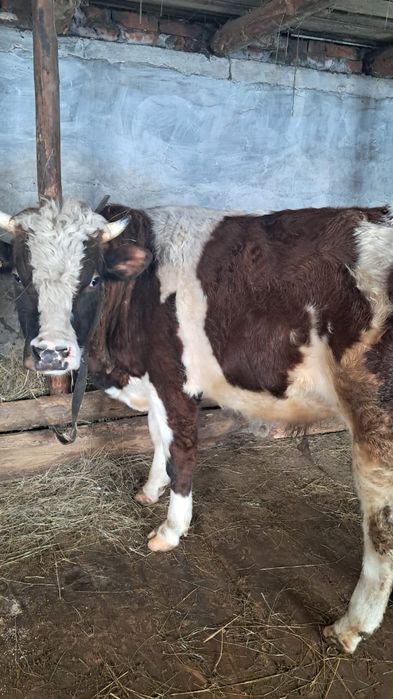 Продам быка на мясо!