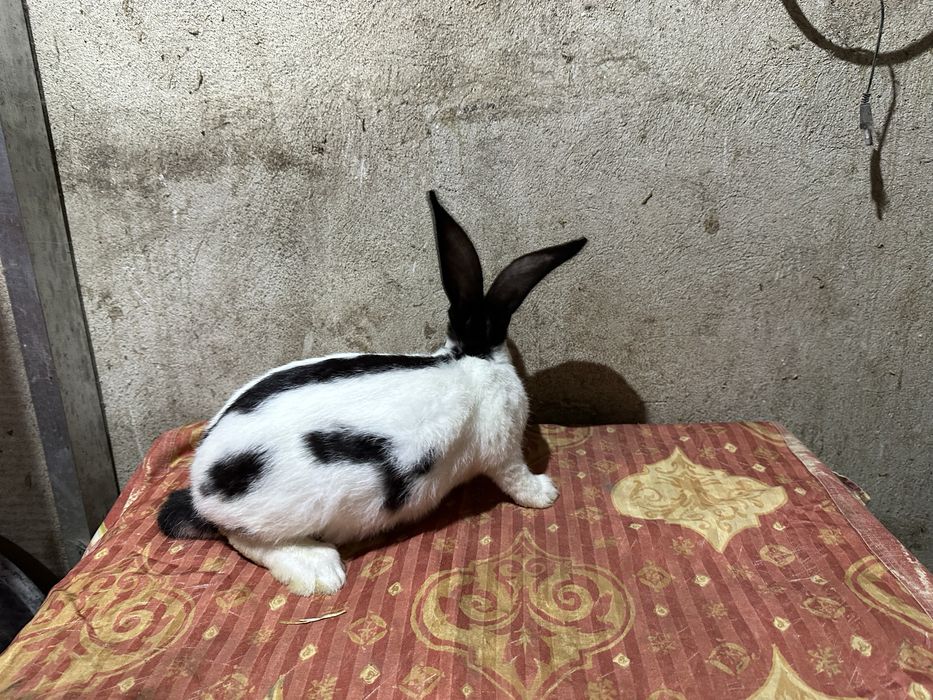 Iepuri fluture german