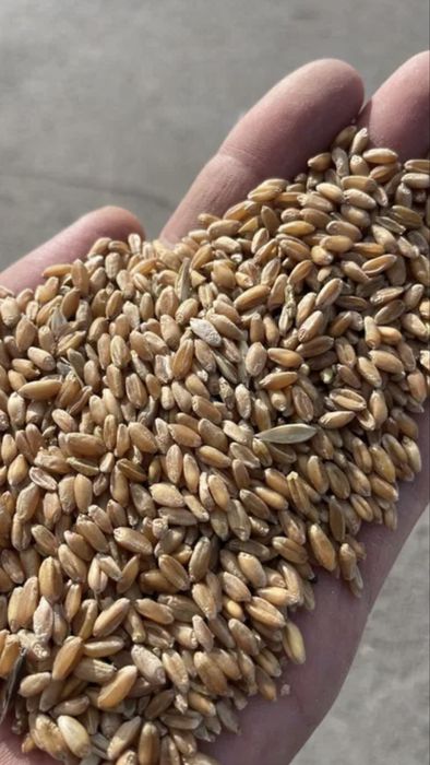 Тартылған арпа, бидай, жүгері сатылады.