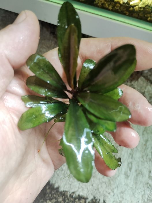 Plante de ornament acvariu bucephalandra