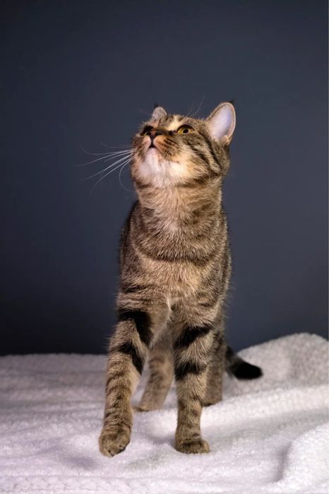 Кошечка девочка ищет дом