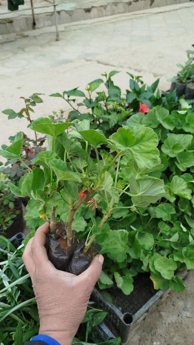 Geran gullar bor atirgul kuchati bor payvand qilingan