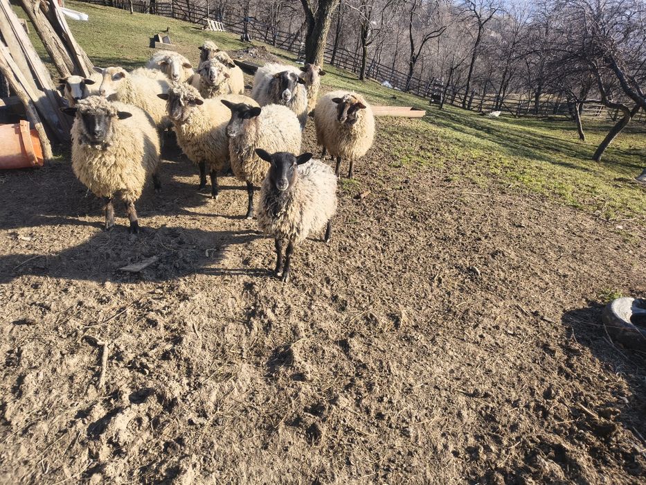 Berbecii de vânzare