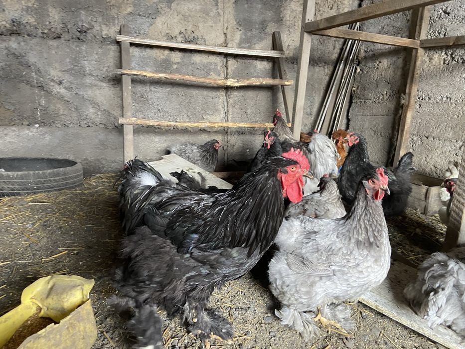 Куры и петухи брама