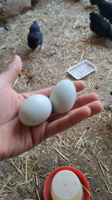 Uxayil tuxumlari sotiladi jujasiga xam zakaz olamiz