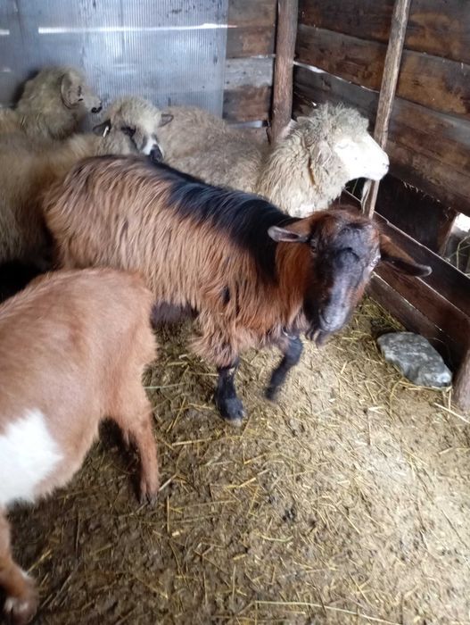 Vând țap alpin francez