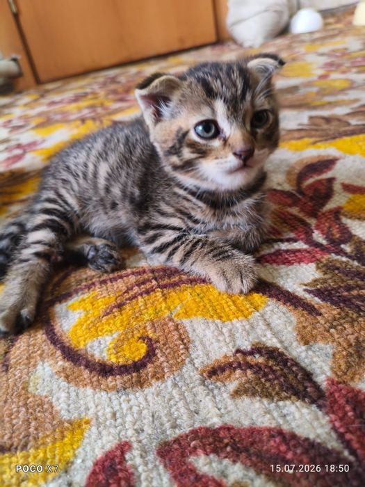 Милые котята ищат любящих родителей!!