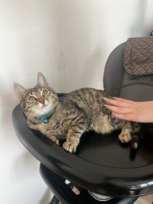 Кошка 5-6 месяцов в добрые руки