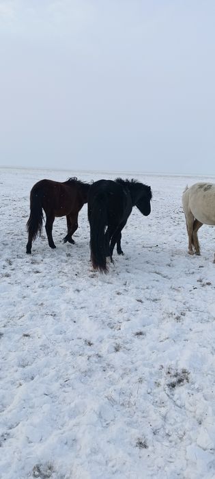 Жеребчик(апрель2023) 2 года 8 месяцев