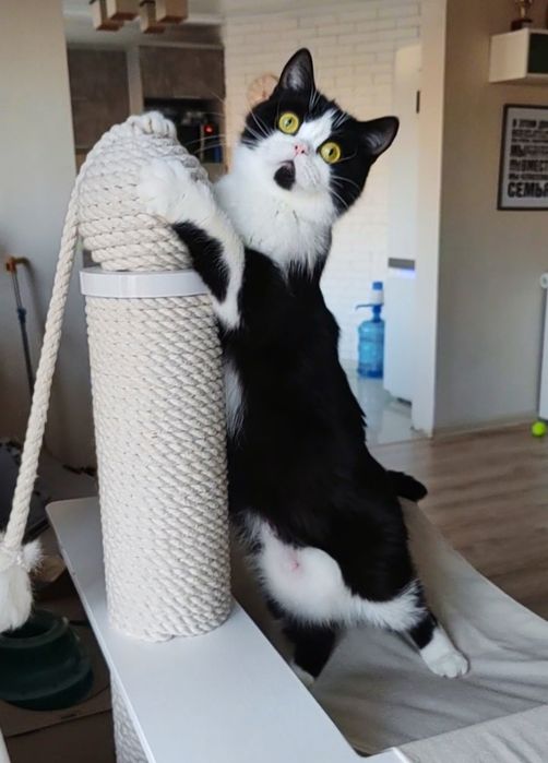 Скоттиш страйт кошка биколор